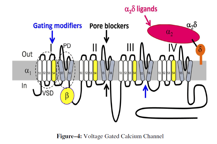 advanced-drug-delivery-calcium-channel