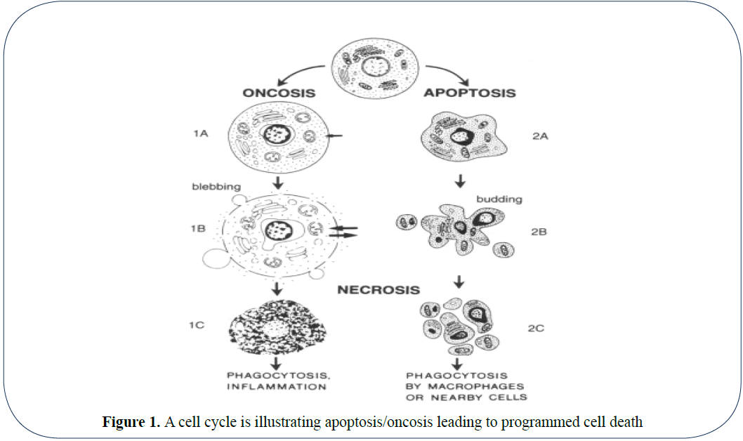 advanced-drug-delivery-cell-cycle-apoptosis