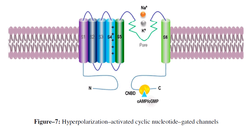 advanced-drug-delivery-cyclic-nucleotide