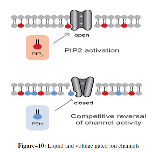 advanced-drug-delivery-gated-ion