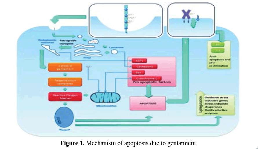 advanced-drug-delivery-gentamicin