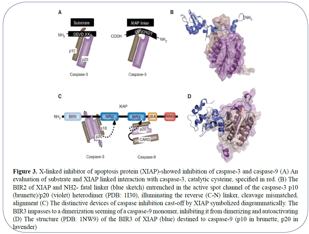 advanced-drug-delivery-inhibitor-apoptosis-protein