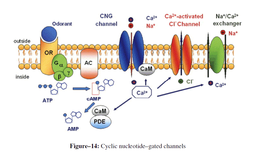 advanced-drug-delivery-nucleotide-gated