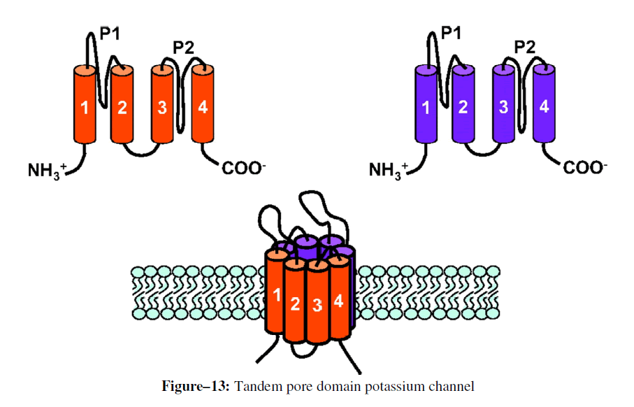 advanced-drug-delivery-pore-domain