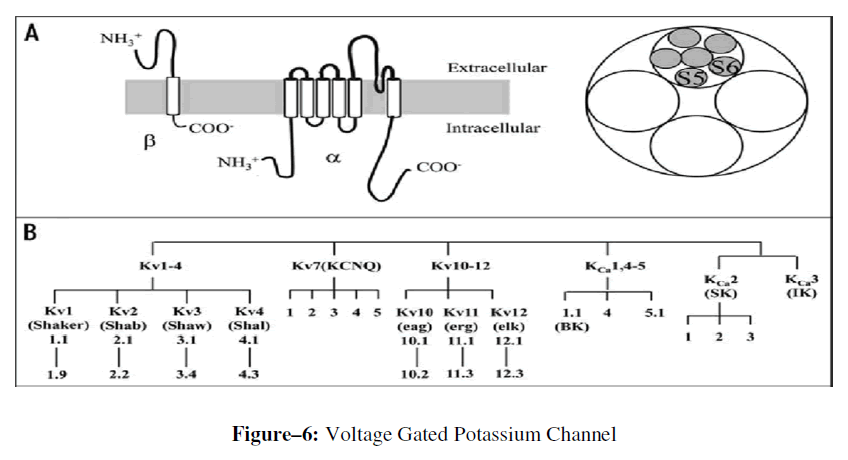 advanced-drug-delivery-potassium-channel