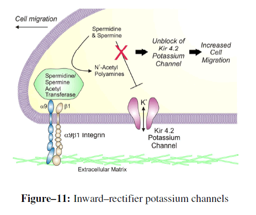 advanced-drug-delivery-potassium-channels