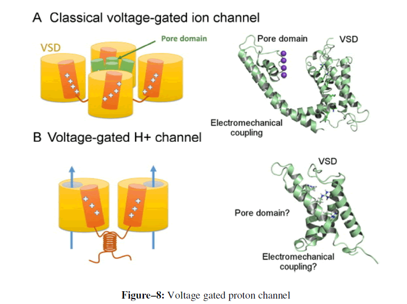 advanced-drug-delivery-proton-channel