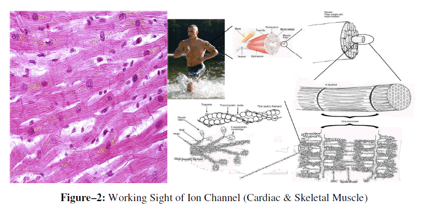 advanced-drug-delivery-skeletal-muscle