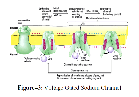advanced-drug-delivery-sodium-channel