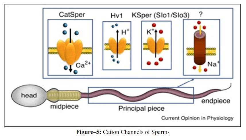 advanced-drug-delivery-sperms