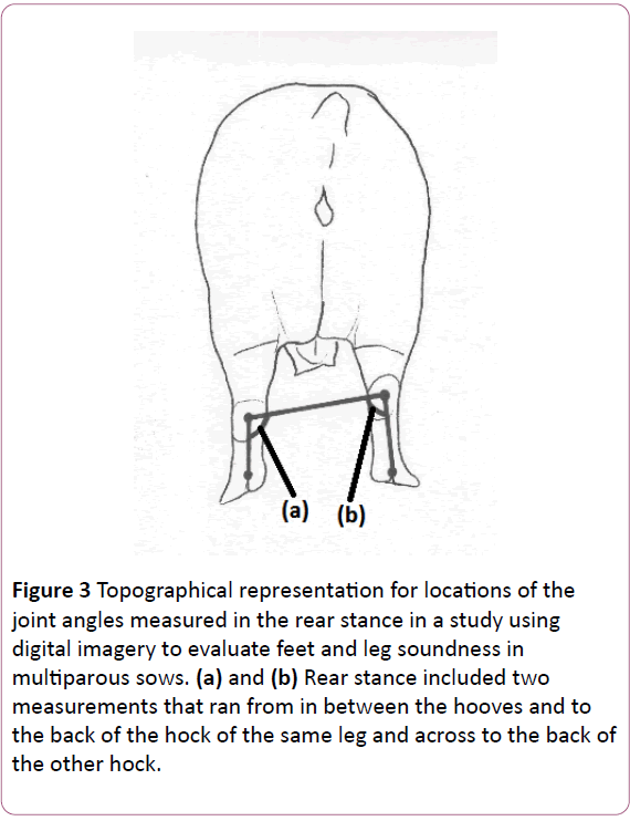 animal-sciences-livestock-production-Rear-stance