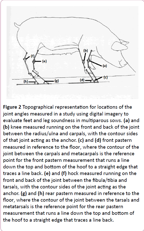 animal-sciences-livestock-production-line-back