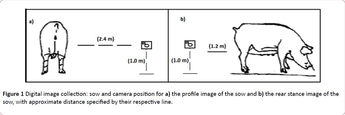 animal-sciences-livestock-production-respective-line