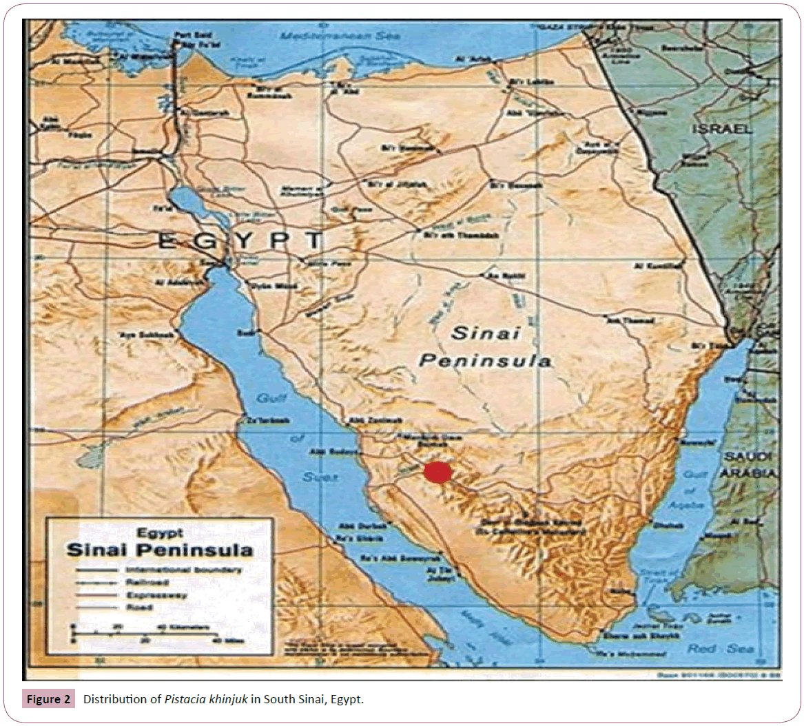 applied-science-South-Sinai