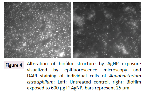 aquatic-pollution-Biofilm-structure