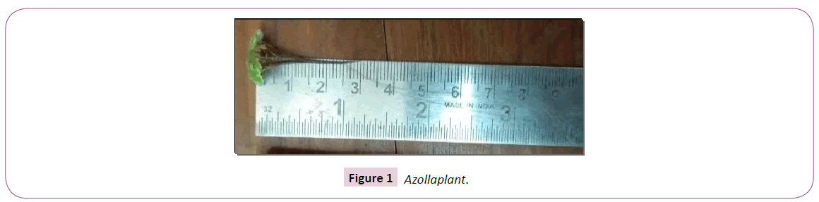 aquatic-pollution-and-toxicology-azollaplant