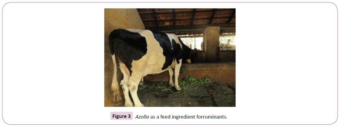 aquatic-pollution-and-toxicology-ingredient-forruminants
