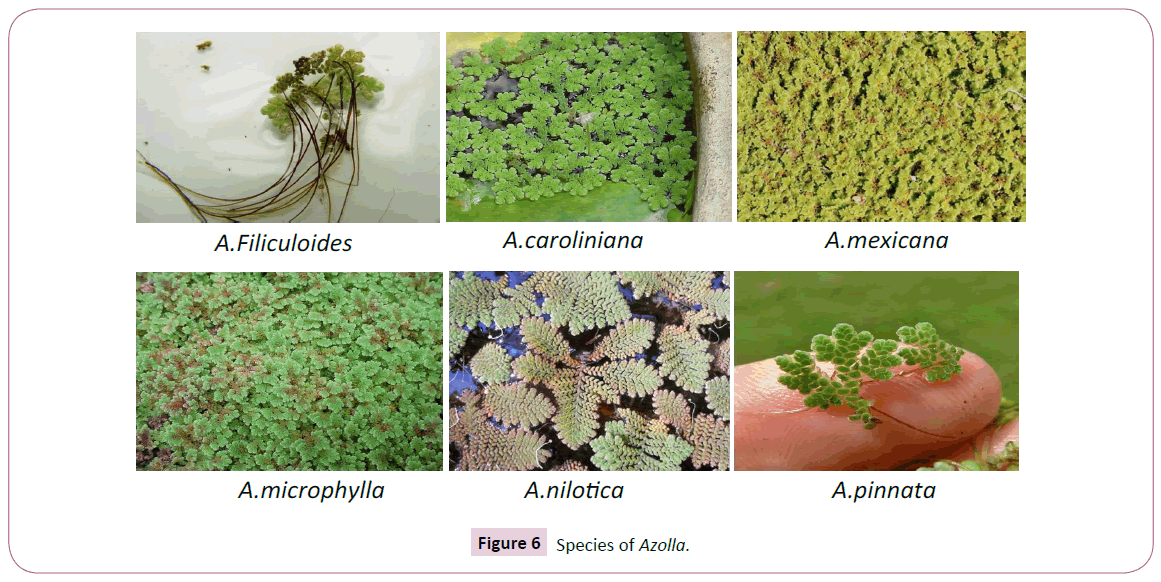 aquatic-pollution-and-toxicology-species-azolla