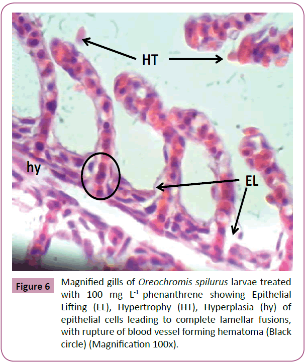 aquatic-pollution-toxicology-Hyperplasia