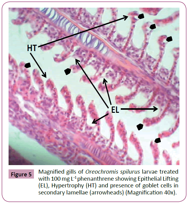 aquatic-pollution-toxicology-Magnified-gills