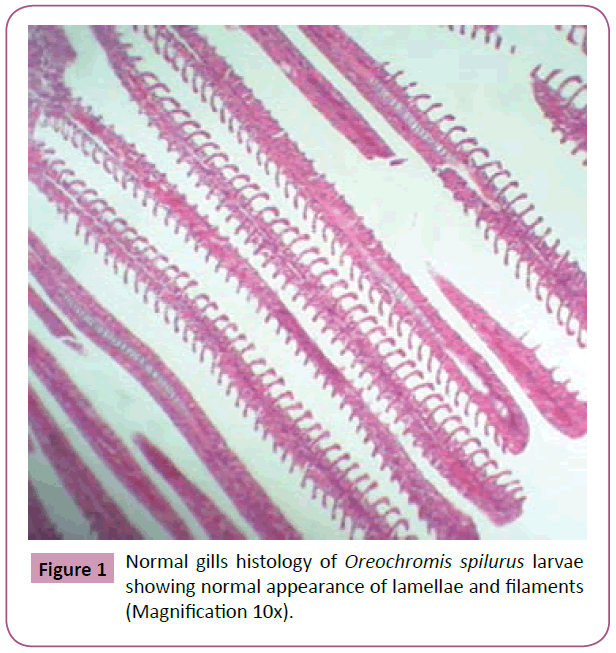 aquatic-pollution-toxicology-Normal-gills