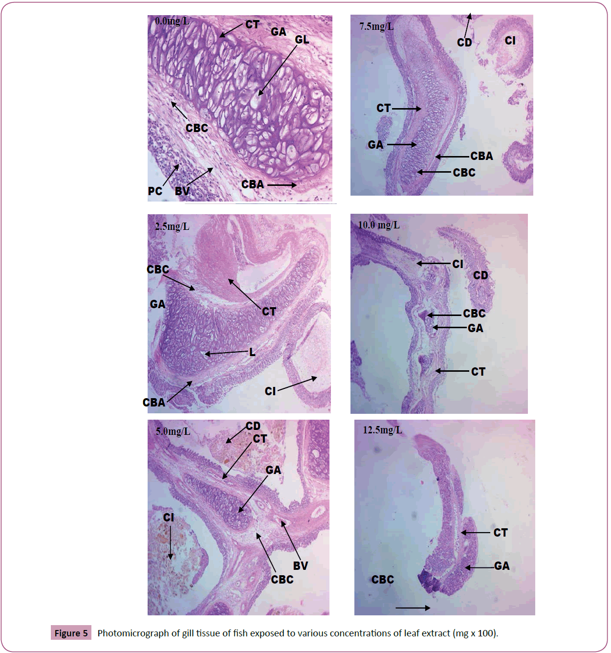 aquatic-pollution-toxicology-Photomicrograph