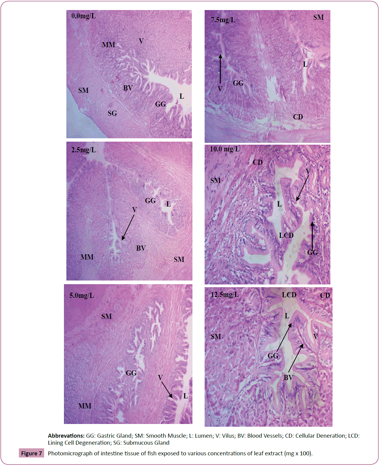 aquatic-pollution-toxicology-intestine-tissue