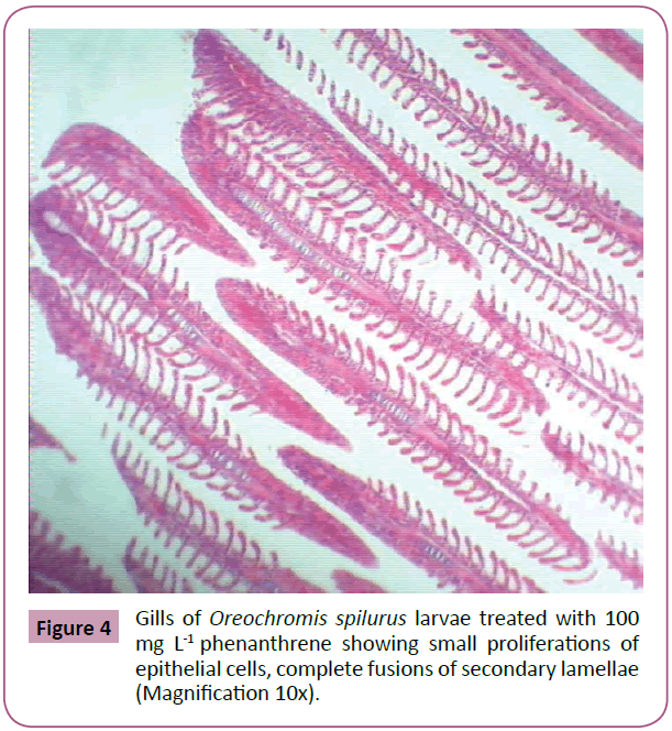 aquatic-pollution-toxicology-larvae-treated