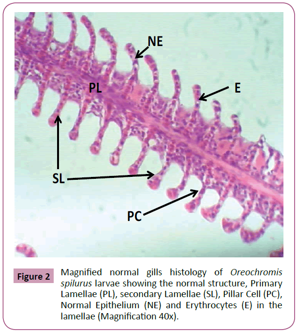 aquatic-pollution-toxicology-secondary-Lamellae