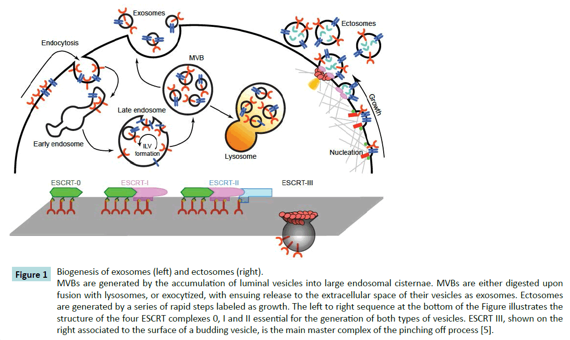 biochem-molbio-Biogenesis-exosomes