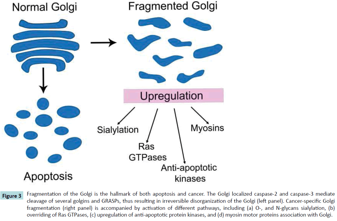 biochem-molbio-Golgi-localized-caspase