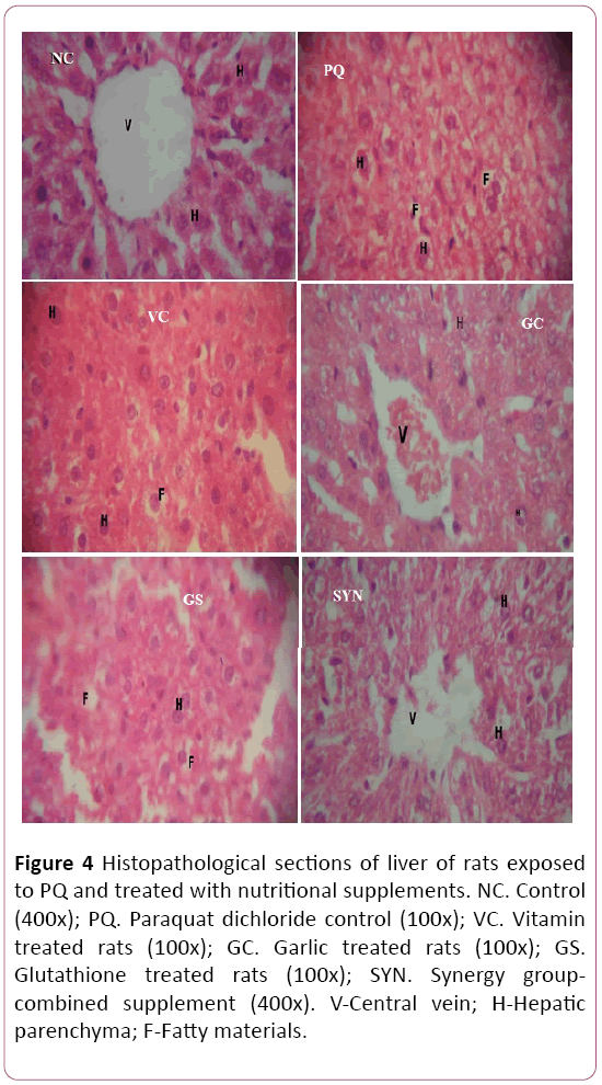 biochem-molbio-Histopathological-sections