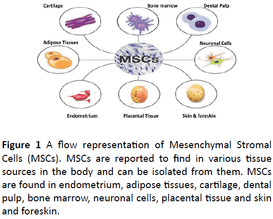 biochem-molbio-Mesenchymal-Stromal