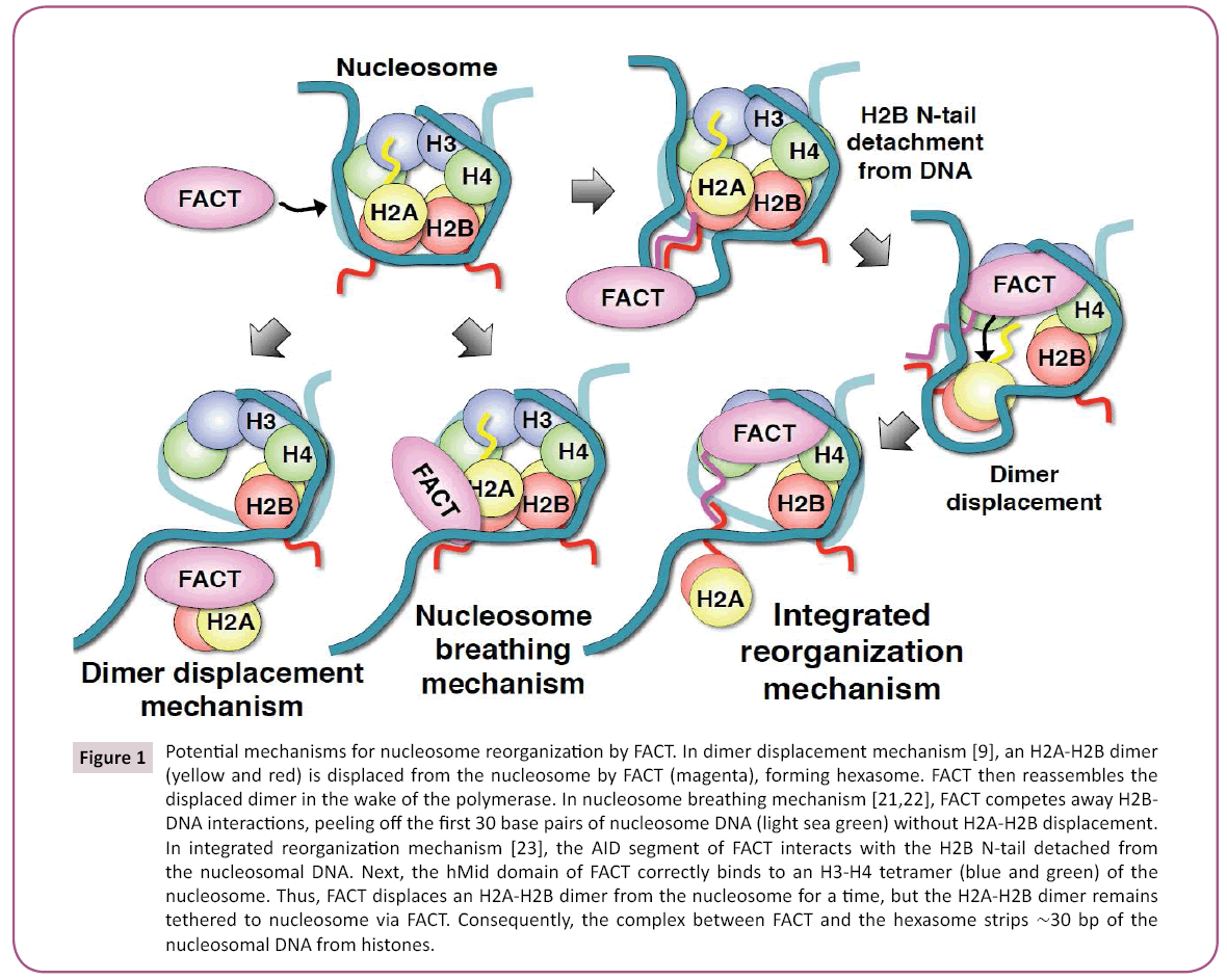 biochem-molbio-Potential-mechanisms