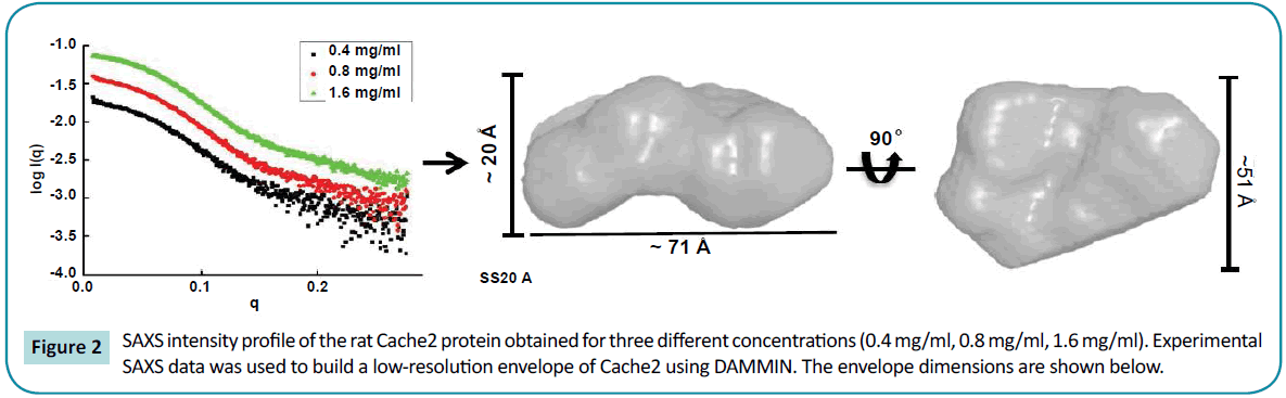 biochem-molbio-SAXS-intensity-Experimental