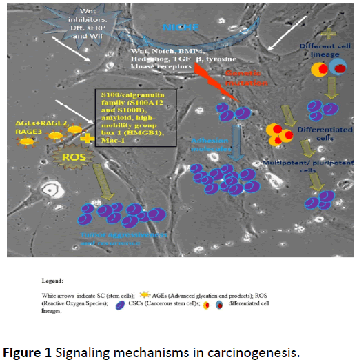 biochem-molbio-Signaling-mechanisms