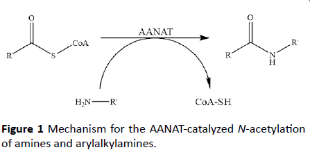 biochem-molbio-acetylation-amines