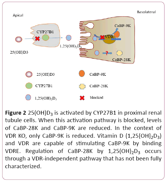 biochem-molbio-activation-pathway
