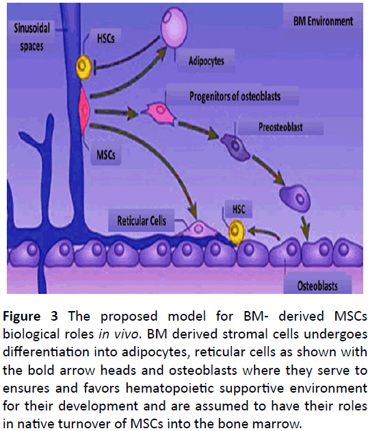 biochem-molbio-adipocytes-reticular-cells