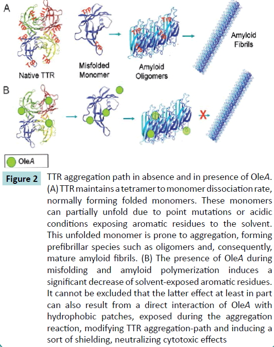 biochem-molbio-amyloid-polymerization