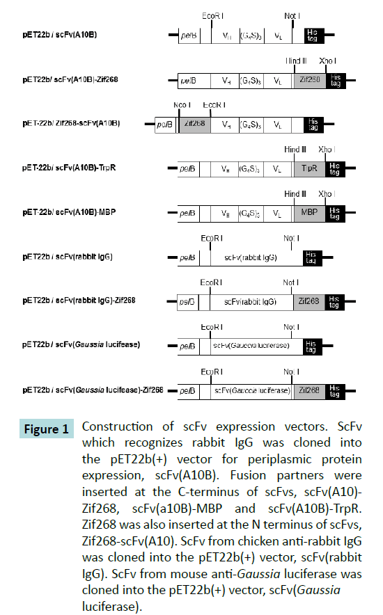 biochem-molbio-anti-Gaussia-luciferase