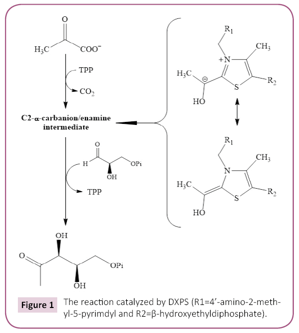 biochem-molbio-catalyzed-DXPS