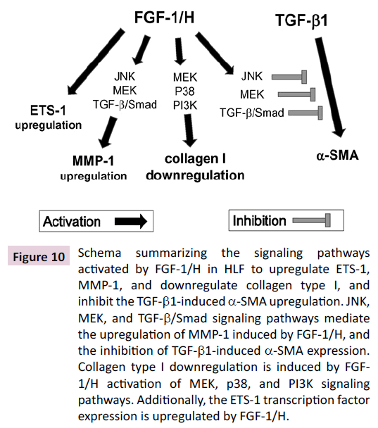 biochem-molbio-collagen-type