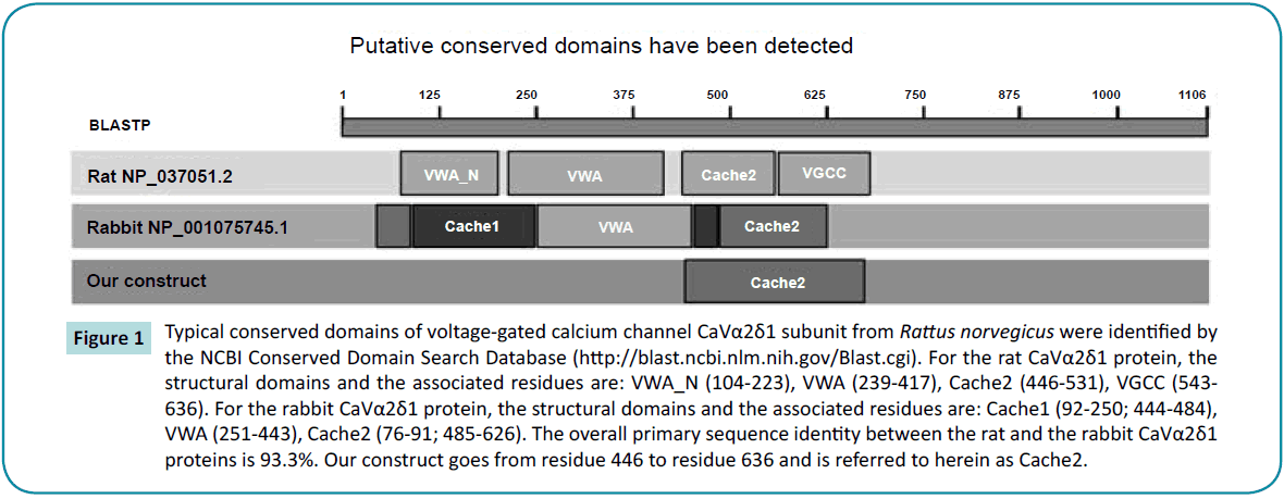 biochem-molbio-domains-voltage-gated