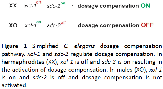 biochem-molbio-dosage-compensation