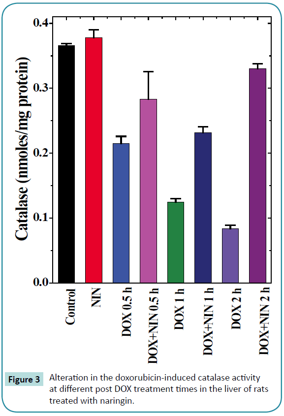 biochem-molbio-doxorubicin-treatment