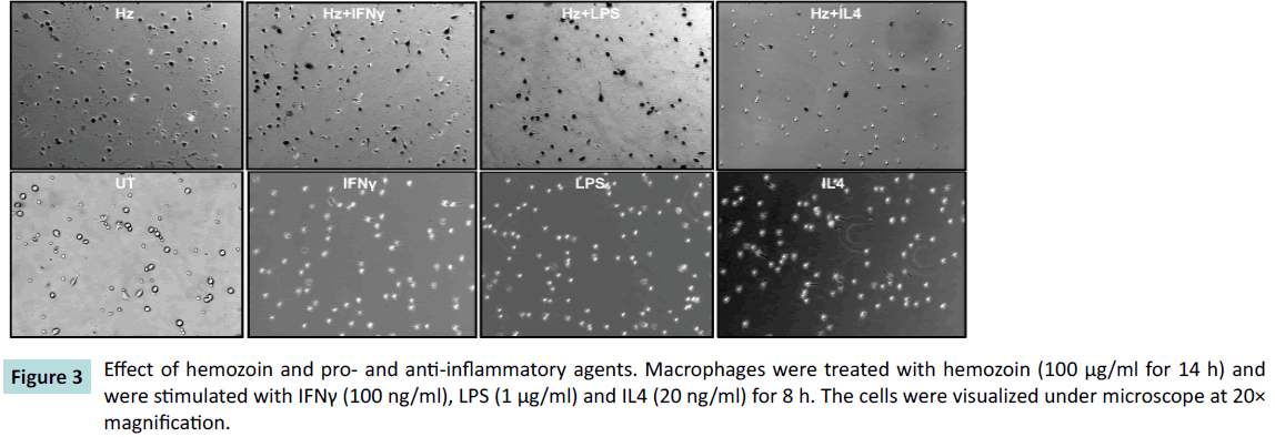 biochem-molbio-inflammatory-agents