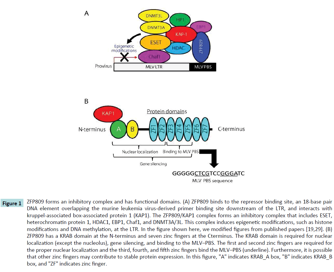 biochem-molbio-kruppel-associated-box