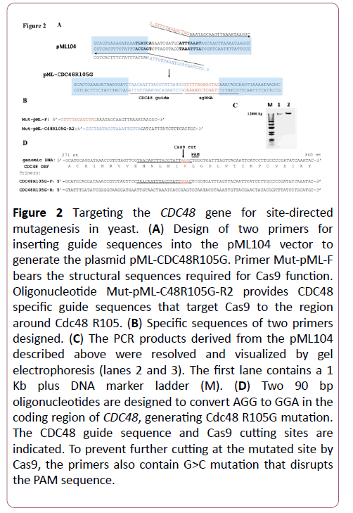 biochem-molbio-mutagenesis