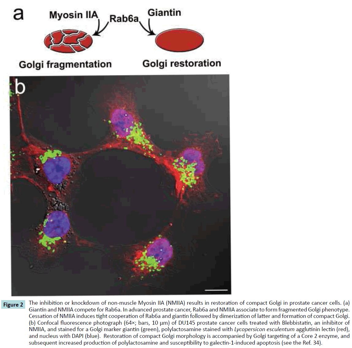 biochem-molbio-non-muscle-Myosin